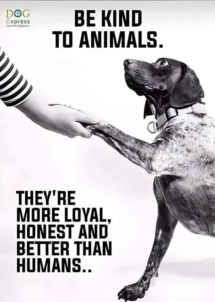 woofknight's tweet photo. https://t.co/73qmEZ1BCd