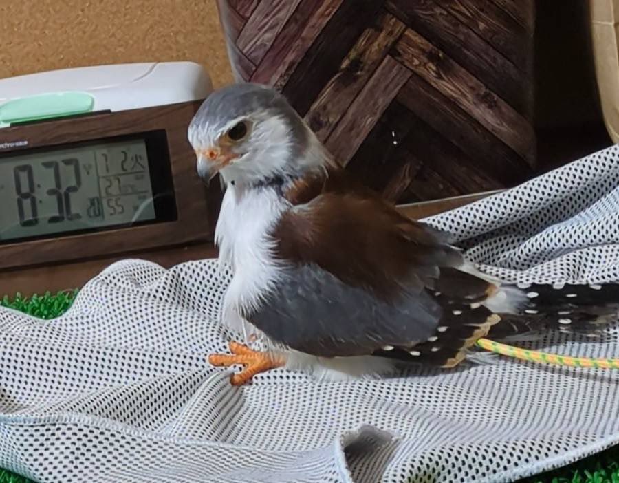 omita3_1222's tweet photo. おみたさんのニューフォーム！
ドラゴン！！！

 #ピグミーファルコン  #コビトハヤブサ  #pygmyfalcon   #猛禽類 https://t.co/8YkwHvsxQP