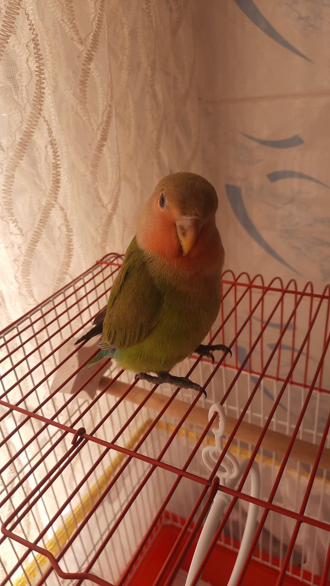 My buddy #lovebird Green