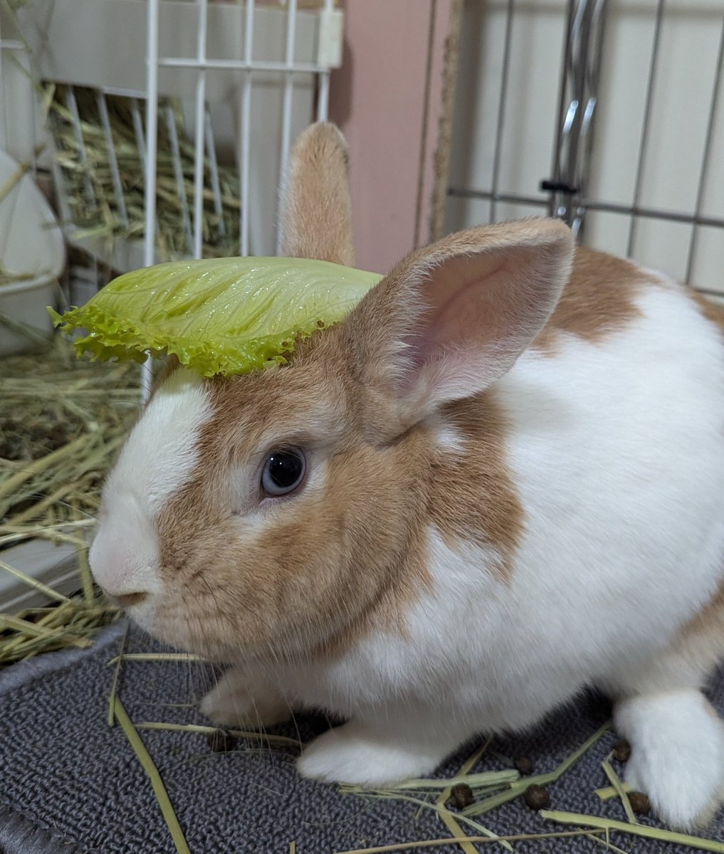 リーゼント