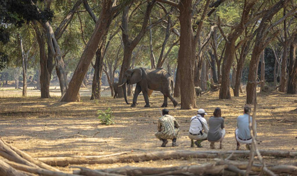 #Zambia home of the original walking #safari Check it out here. bit.ly/zambia-safari