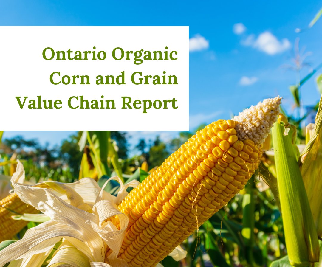 <a href="/orgcouncil/">Organic Council</a> released the Organic Council Corn and Grain Value Chain Report, a report mapping the organic corn and wheat supply chains in Ontario. This report was funded in part by @OMAFRA’s Supply Chain Stability and Adaptability program. Get the report: ow.ly/UbPg50SqswC