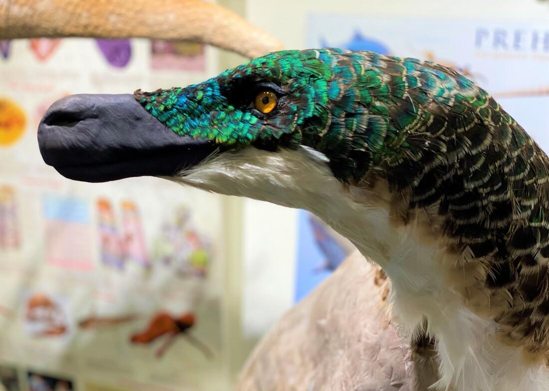 buon_life's tweet photo. @ausar_the This gorgeous velociraptor at Mount Dora library https://t.co/m4sQuCZ7nV
