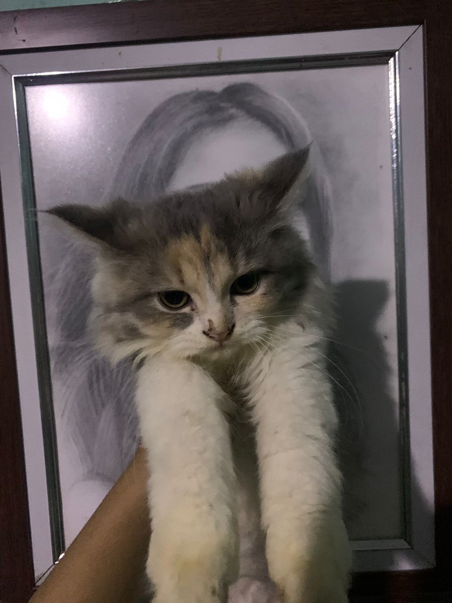 itskempet's tweet photo. open adopt kitten Ras Himalaya x Persia. 

more info dm. #kucing #adopt #zonauang https://t.co/BaMYQTq7sz
