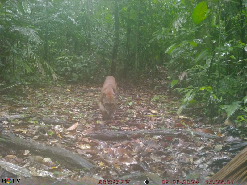 ZSL Instant Wild (@instantwild) on Twitter photo Look at this prowler, caught day and night on the <a href="/OchoVerde/">Ocho Verde Wildlife</a> #cameratrap network? You know this one!
#CitSci #NaturePhotography #Nature #Volunteering #TwitterNatureCommunity #CitizenScience #AnimalTwitter #Wildlife Look at this prowler, caught day and night on the <a href="/OchoVerde/">Ocho Verde Wildlife</a> #cameratrap network? You know this one!
#CitSci #NaturePhotography #Nature #Volunteering #TwitterNatureCommunity #CitizenScience #AnimalTwitter #Wildlife