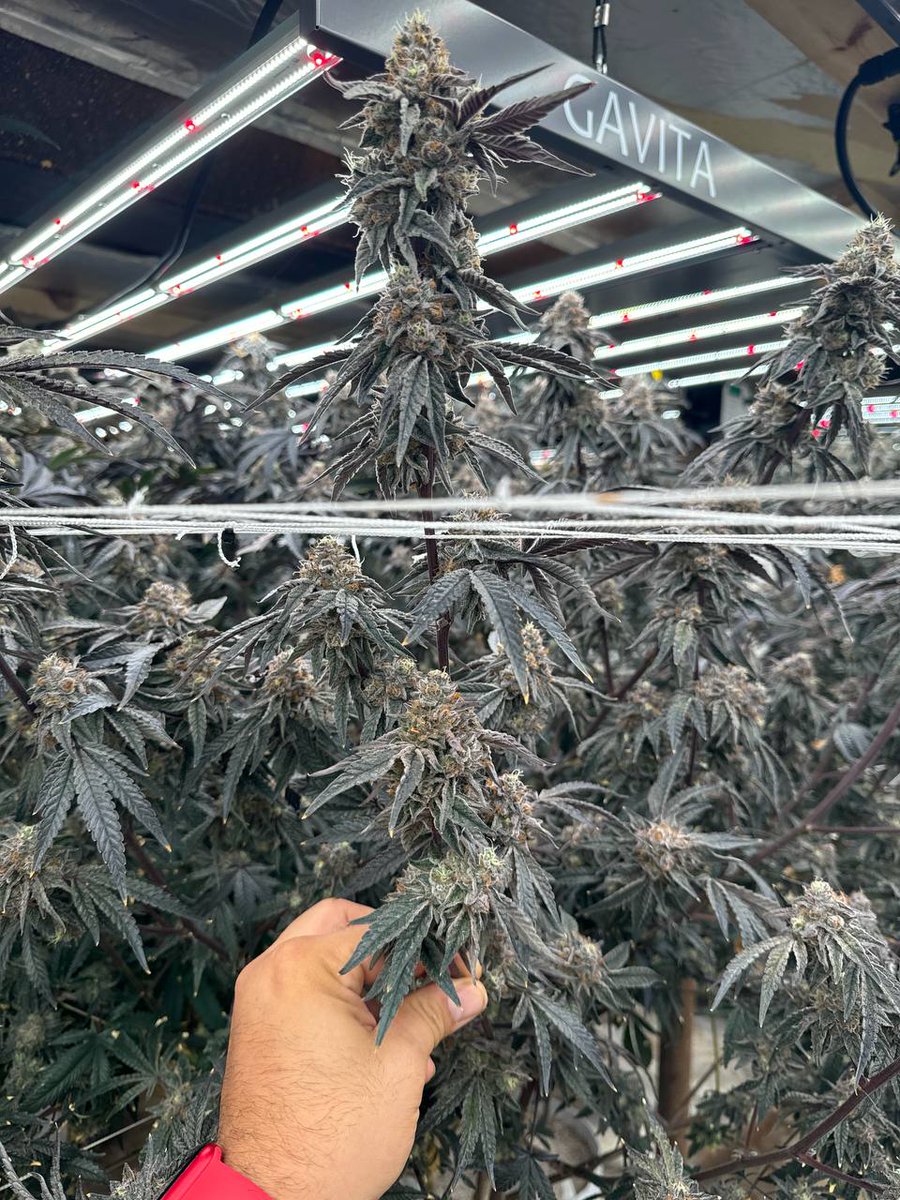 BubbaExotics's tweet image. 