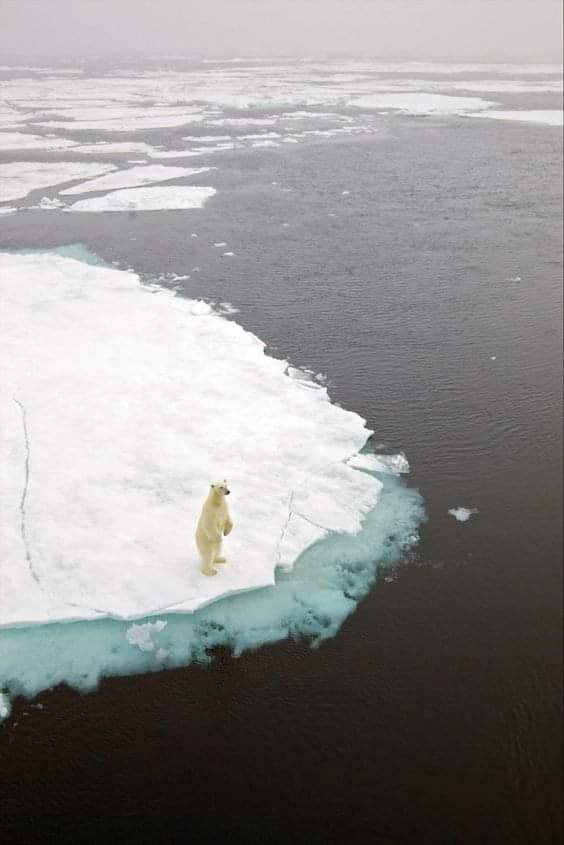 ChitkwesuManetu's tweet image. Make me viral, I&apos;m going extinct

By century’s end, polar bears worldwide could become nearly extinct as a result of shrinking sea ice in the Arctic if climate change continues unabated, scientists said
#moodchallengechallengeToday
#moodchallengemoodchallengeToday