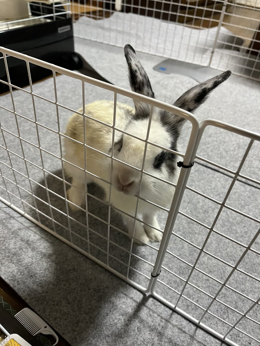 11KIRIN10's tweet photo. 保護40日目
お掃除してて思う事
『いろんな形のう◯こがあるんだなぁ…』
今日も元気です
#保護うさぎ
#迷子うさぎ
#広島 https://t.co/IDl4LFhrem
