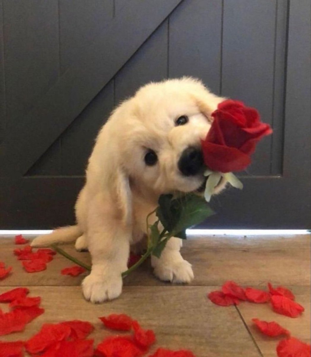 Doglover (@puppiesdoglover) on Twitter photo 