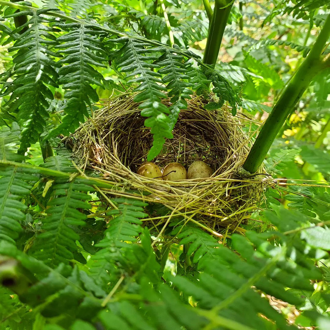 forus_tree's tweet photo. Good example of why it's better to #handpull the #HimalayanBalsam instead of strimming, scything, or glyphosating. We found this bird nest with 3 small eggs delicately perched between the bracken while removing balsam. Does anyone know what type of #birdsnest this is? Please help https://t.co/SCmjOP9Hvq