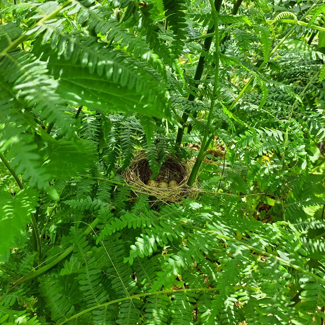 forus_tree's tweet photo. Good example of why it's better to #handpull the #HimalayanBalsam instead of strimming, scything, or glyphosating. We found this bird nest with 3 small eggs delicately perched between the bracken while removing balsam. Does anyone know what type of #birdsnest this is? Please help https://t.co/SCmjOP9Hvq