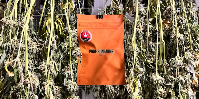 Cannabis Prospect Magazine tweet media