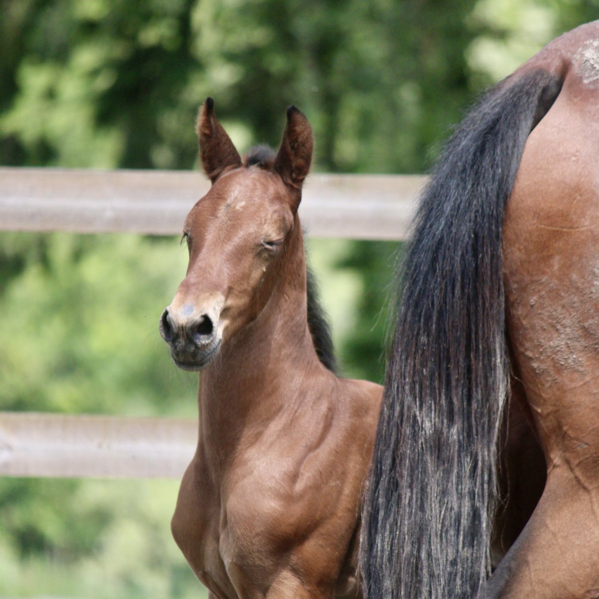 EcurieGriff's tweet image. 🚨 CONCOURS 🚨

Certains poulains nés cette année n'ont pas de parrains, on vous propose donc de participer pour le devenir pour ceux qui n'en possèdent pas !

Pour participer, ❤️ &amp;amp; 🔁 ce tweet, indique également le poulain de ton choix sous ce tweet 👇 

Fin dimanche à 18h⏱