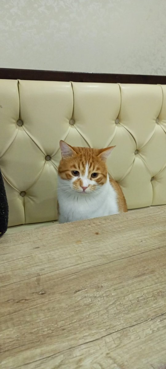 arkadaş olallım mı <a href="/pikacusarigot/">Pikaçu Sarıgöt</a>