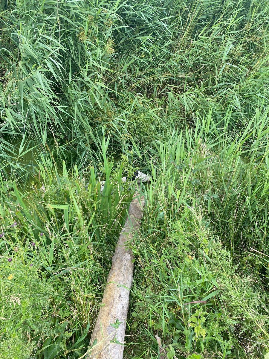SWFireandRescue's tweet photo. 🐴 Firefighters from #Ely and #Roath galloped to rescue a foal from a Reen in #Peterstone.

💖 The little foal who is believed to be under 1 week old is now under the great care of The Lluest Horse &amp; Pony Trust.

🙏 #TeamSouthWales wishes him a speedy recovery. https://t.co/z8j9mPc5aB