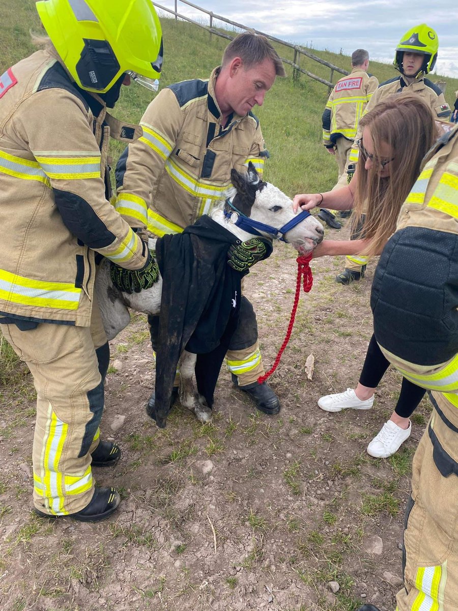 SWFireandRescue's tweet photo. 🐴 Firefighters from #Ely and #Roath galloped to rescue a foal from a Reen in #Peterstone.

💖 The little foal who is believed to be under 1 week old is now under the great care of The Lluest Horse &amp; Pony Trust.

🙏 #TeamSouthWales wishes him a speedy recovery. https://t.co/z8j9mPc5aB