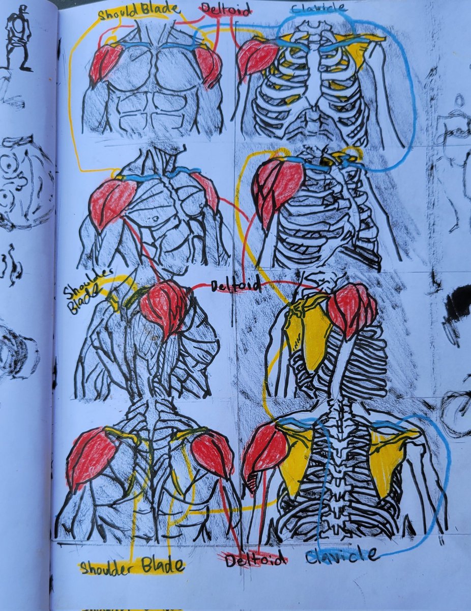 OfficialNopales's tweet photo. Another anatomy study, looking at the deltoides relative to the shoulder blade.

#Art #Drawing #Sketch #FigureDrawing #LifeDrawing #AnatomyArt #PenSketch #NotebookArt #HumanFigure #ArtisticExpression #GestureDrawing #ArtisticPractice #TraditionalArt #ArtStudy https://t.co/eb9087ZZSL