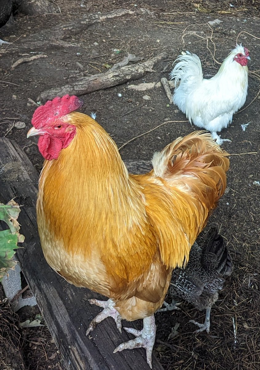davidczech's tweet photo. My roosters Paco and Poppy
#backyardchickens #chooks #rooster https://t.co/iOB1WXo57u