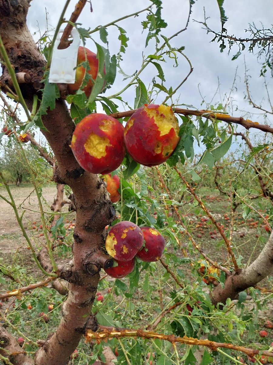 Una de les pitjors pedregades mai vistes aprop de Mequinensa.
Moltes finques han perdut la collita d enguany i la de l any que ve. Una autèntica tragèdia per a molts pagesos aragonesos.