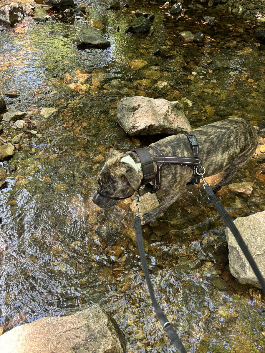 TokenandFriends's tweet photo. Bees 🐝 couldn’t stop us today, but yesterday? No thank you! 

Stryker and the TaTwU Crew got chased out of the creek by a very angry bee 🐝 so today we finally got to splash 💦 around and play, cooling off the right way! 

This boy can never say no to the creek. https://t.co/mJTTm4myt9