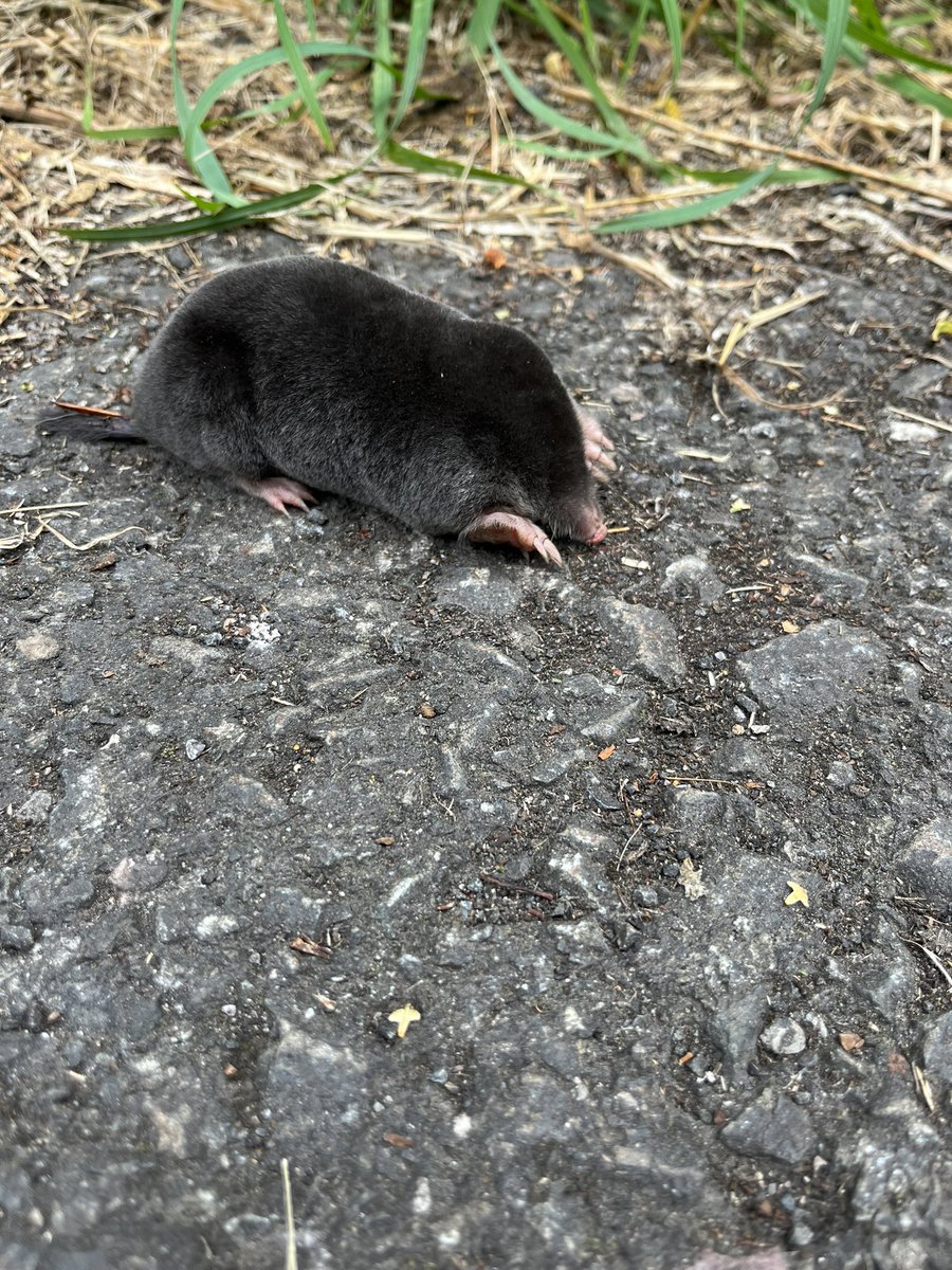 StarkeyEle's tweet photo. @Danford2013 @DaniDarkSkies I had the same the other day. It was lost on a busy bike track trying to dig down beneath the solid path. I pushed it towards to soil…
#mole https://t.co/fqhQkXsQRn