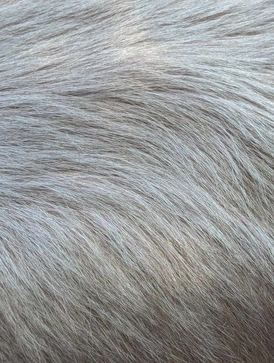 Katrinathoughts's tweet photo. Dog textures https://t.co/x2c4vPdGF3