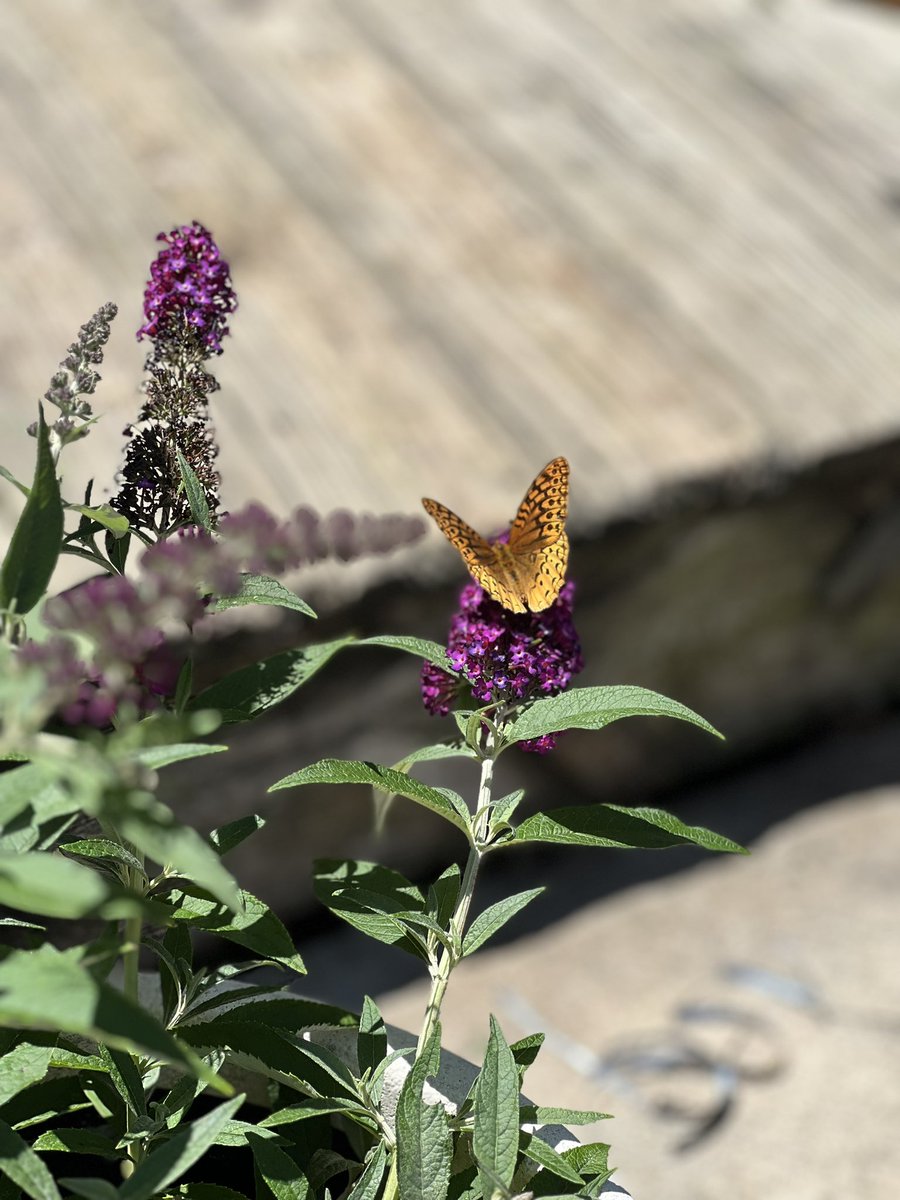 grizzelgut's tweet photo. got a butterfly bush and they're already checking them out :') great spangled fritillary butterfly for the first visitor https://t.co/6PcQs6CcVI