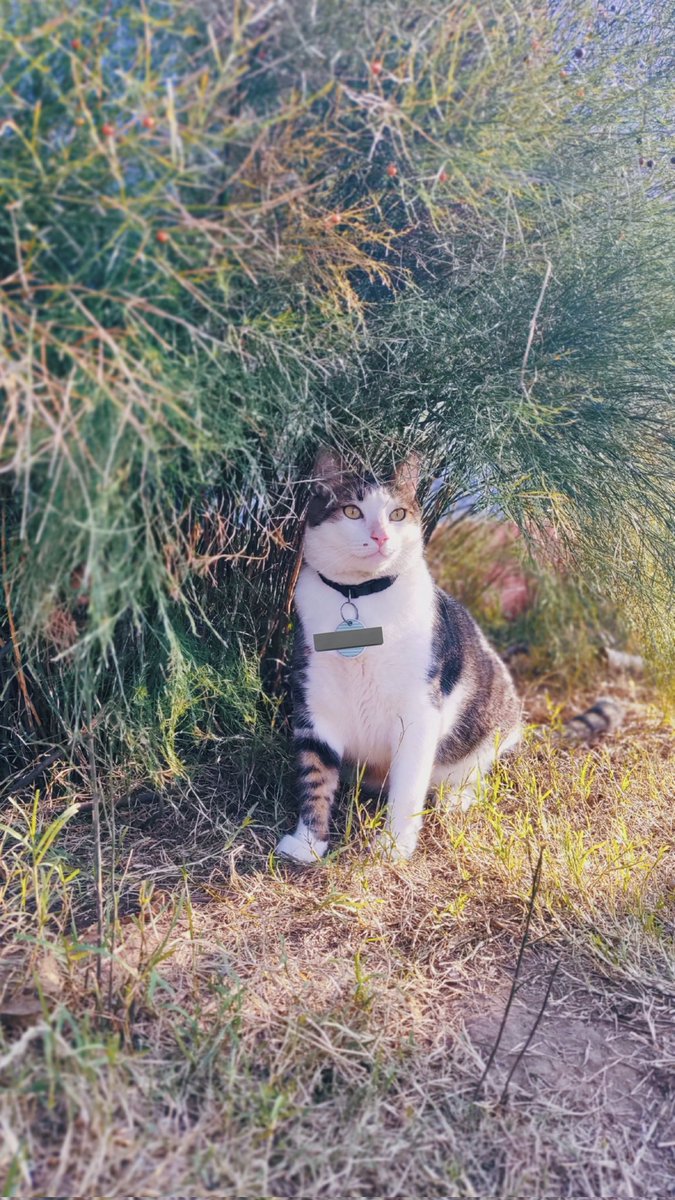ciudadeviteca's tweet image. 🚨BUSCO A VIRUTA🚨 ZONA SADOP (camino de cintura, 2da 3ra, Puertas del Sol)
Por favor, les pido que me ayuden difundiendo. Es mi gato, es enorme, pesa alrededor de ocho a diez kilos, atigrado y blanco con un lunar en su mejilla. +
