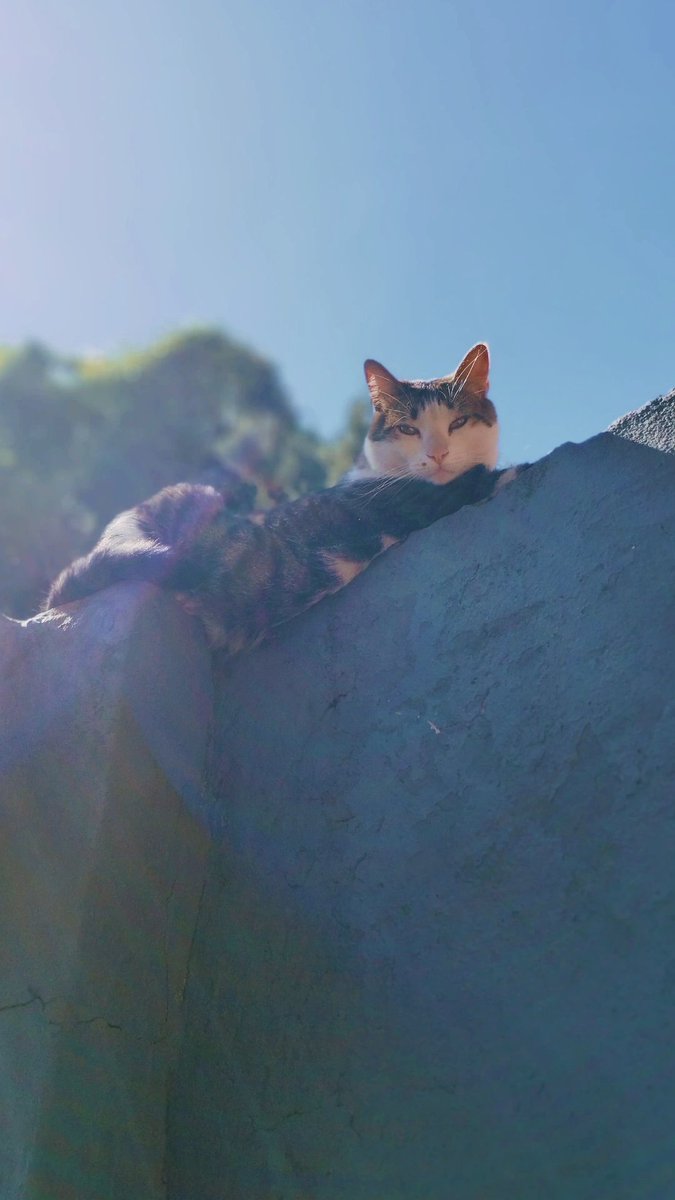 ciudadeviteca's tweet image. 🚨BUSCO A VIRUTA🚨 ZONA SADOP (camino de cintura, 2da 3ra, Puertas del Sol)
Por favor, les pido que me ayuden difundiendo. Es mi gato, es enorme, pesa alrededor de ocho a diez kilos, atigrado y blanco con un lunar en su mejilla. +