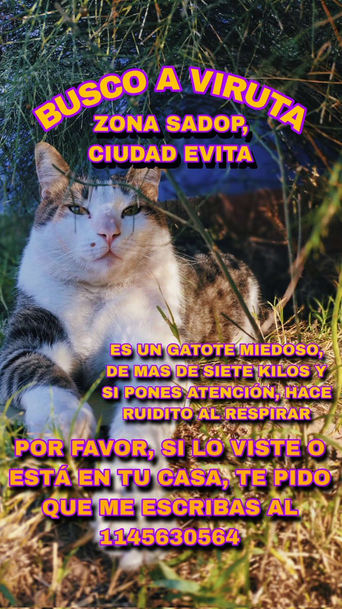 ciudadeviteca's tweet image. 🚨BUSCO A VIRUTA🚨 ZONA SADOP (camino de cintura, 2da 3ra, Puertas del Sol)
Por favor, les pido que me ayuden difundiendo. Es mi gato, es enorme, pesa alrededor de ocho a diez kilos, atigrado y blanco con un lunar en su mejilla. +