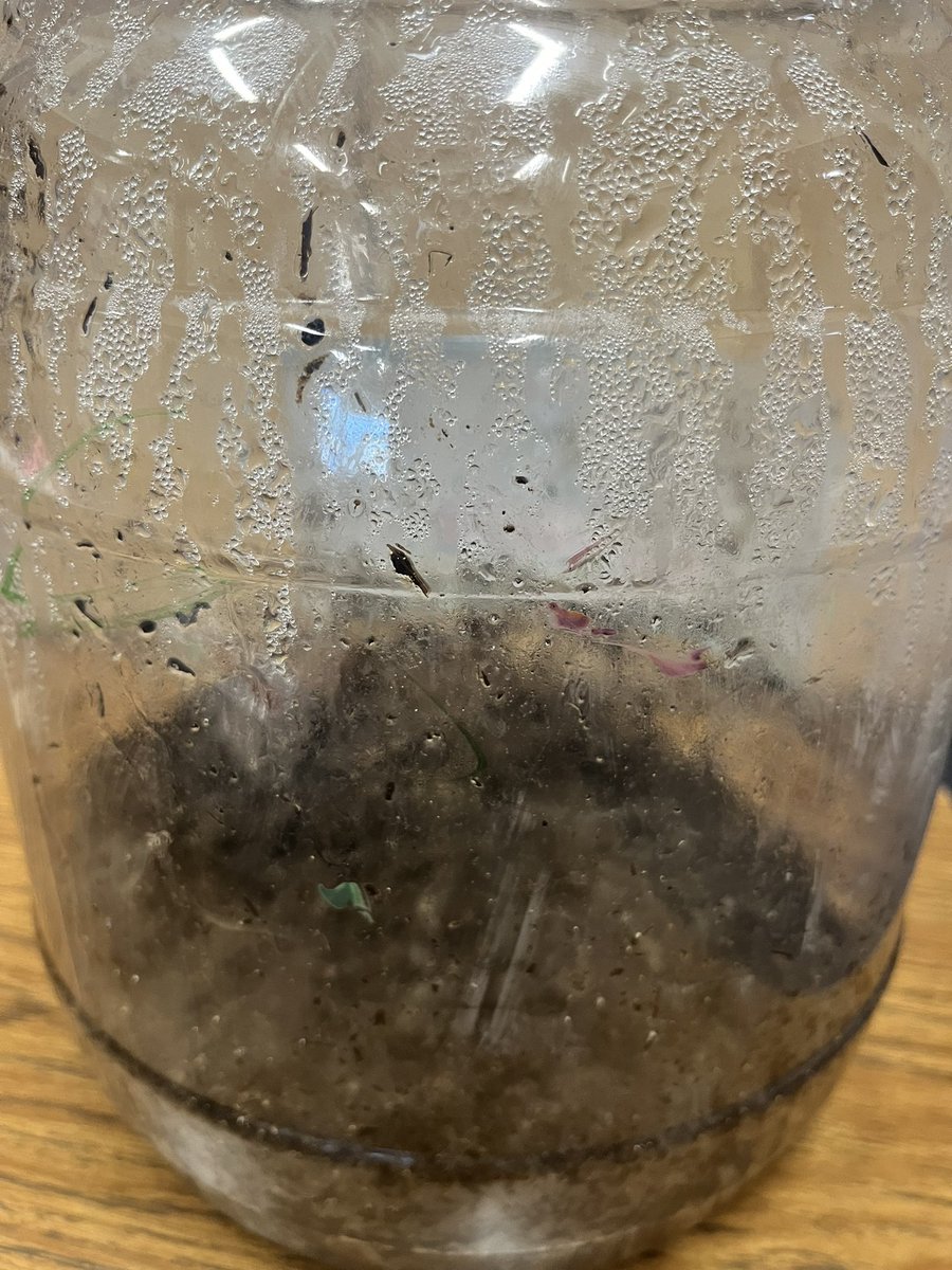 I’m late, but after 8 months this is what our Pumpkin Jack looked like. Unfortunately it did not grow. I guess I will give it another try with a new group of TK kids this year #pumpkins #science #tryagain