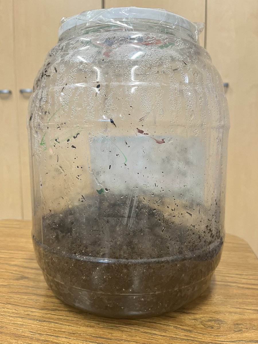 andreateacher's tweet photo. I’m late, but after 8 months this is what our Pumpkin Jack looked like. Unfortunately it did not grow. I guess I will give it another try with a new group of TK kids this year #pumpkins #science #tryagain https://t.co/1aywP9f3k6