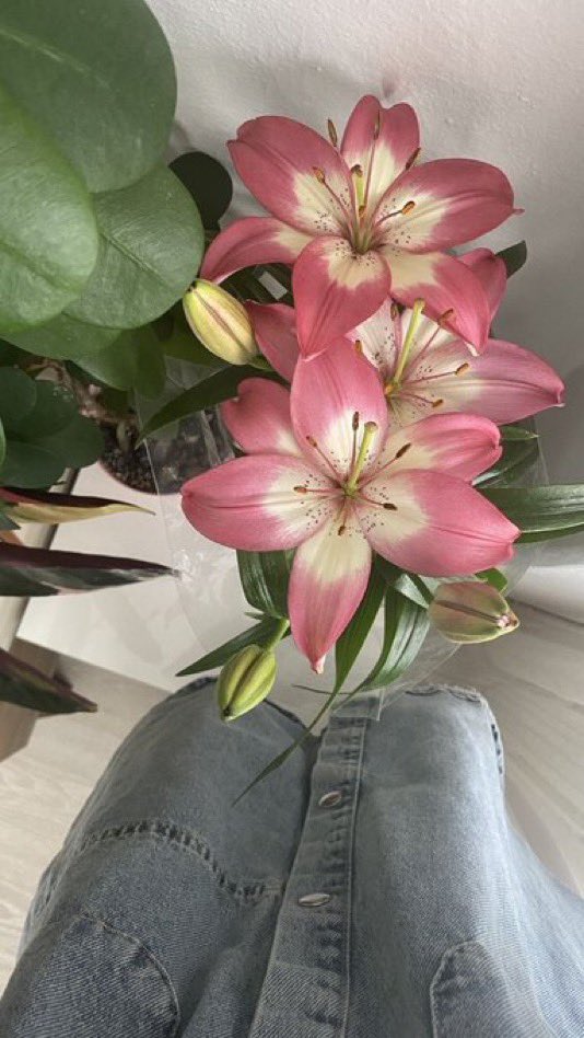 i3Moment's tweet photo. Lilies https://t.co/6x5i8CCE9J