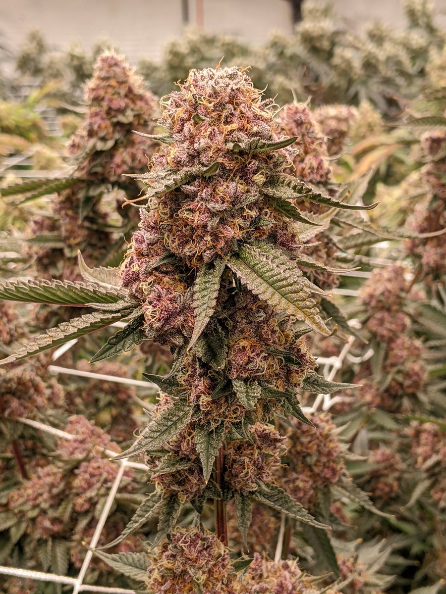 GrowinOak's tweet photo. Tropicana Cherry was a low yield plant with insanely beautiful, vibrant buds. Personally, I'm just not a fan of the taste in the Cherry Pie lineage. 
#Tropcherry #exoticweed #weedporn #beautifulflowers 
#420daily https://t.co/TbKVFatkrn