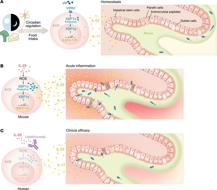 Waggoner Lab (@labwaggoner) on Twitter photo The IRE1α/XBP1 pathway shapes ILC3 functions during intestinal inflammation
Comment: <a href="/GiuseppeSciume/">Giuseppe Sciume</a> <a href="/jclinicalinvest/">Journal of Clinical Investigation</a>
jci.org/articles/view/…
Paper <a href="/TheColonnaLab/">The Colonna Lab</a> <a href="/Siyan_Cao/">Siyan Cao "Stewart", MD PhD</a>
jci.org/articles/view/… The IRE1α/XBP1 pathway shapes ILC3 functions during intestinal inflammation
Comment: <a href="/GiuseppeSciume/">Giuseppe Sciume</a> <a href="/jclinicalinvest/">Journal of Clinical Investigation</a>
jci.org/articles/view/…
Paper <a href="/TheColonnaLab/">The Colonna Lab</a> <a href="/Siyan_Cao/">Siyan Cao "Stewart", MD PhD</a>
jci.org/articles/view/…
