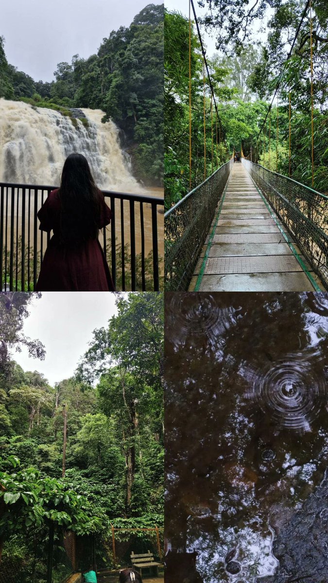 Forest Aesthetics🌴