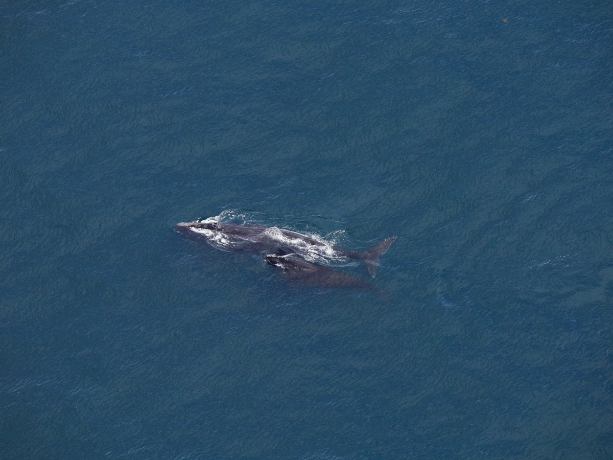 NEAQ's tweet photo. Guess who was seen yesterday in Maine waters?  Hint: 🦋🐋🐋 

North Atlantic #RightWhale "Butterfly" (Catalog #1425) and her calf were spotted 15 miles SE of Jonesport, Maine by the Aquarium's #AndersonCabotCenter For Ocean Life aerial survey team!

📸: NEAq; NMFS permit #25739 https://t.co/scaci4lBFW