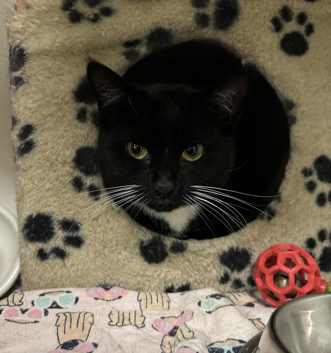 SAFEteamrescue's tweet image. Ramona's adoption fee is just $75 until Thursday!
This 1.5 year old tuxie needs a home with no dogs and would prefer to be the only kitty in her home
Apply to adopt or learn more about her on our website: buff.ly/3XHphUb

#safeteam #yegcats #adoptdontshop #adoptablecat