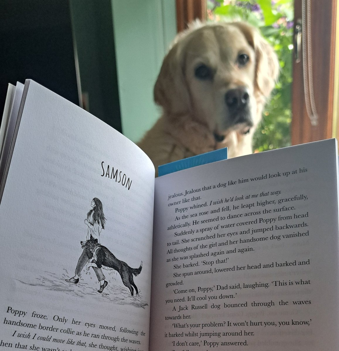 CornDollyXx56's tweet photo. It's storytime again in our house. This time, Mom's reading a summery tale set on the beach called Poppy Loves Devon. Yep, that's me, and yep, I LOVE Devon!! #poppylovesdevon #dogs #childrensbook https://t.co/Pks1bucpuC