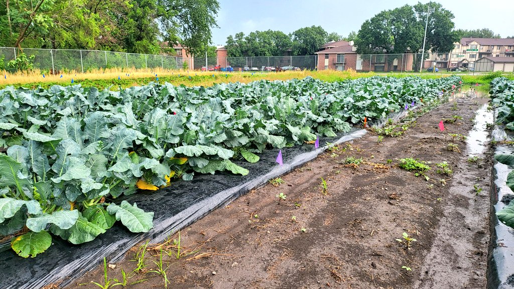 Rain didn't stop <a href="/unlagrohort/">Nebraska Agronomy and Horticulture</a> faculty <a href="/UNL_EnvrHort/">Sam Wortman</a> to share information about the use of living and plastic mulch in strawberry production &amp; variety trials. Well done! <a href="/MarthaMamo3/">Dr. Martha Mamo</a> <a href="/UNLincoln/">University of Nebraska-Lincoln</a> <a href="/UNLExtension/">Nebraska Extension</a> <a href="/UNLresearch/">Nebraska Research</a>