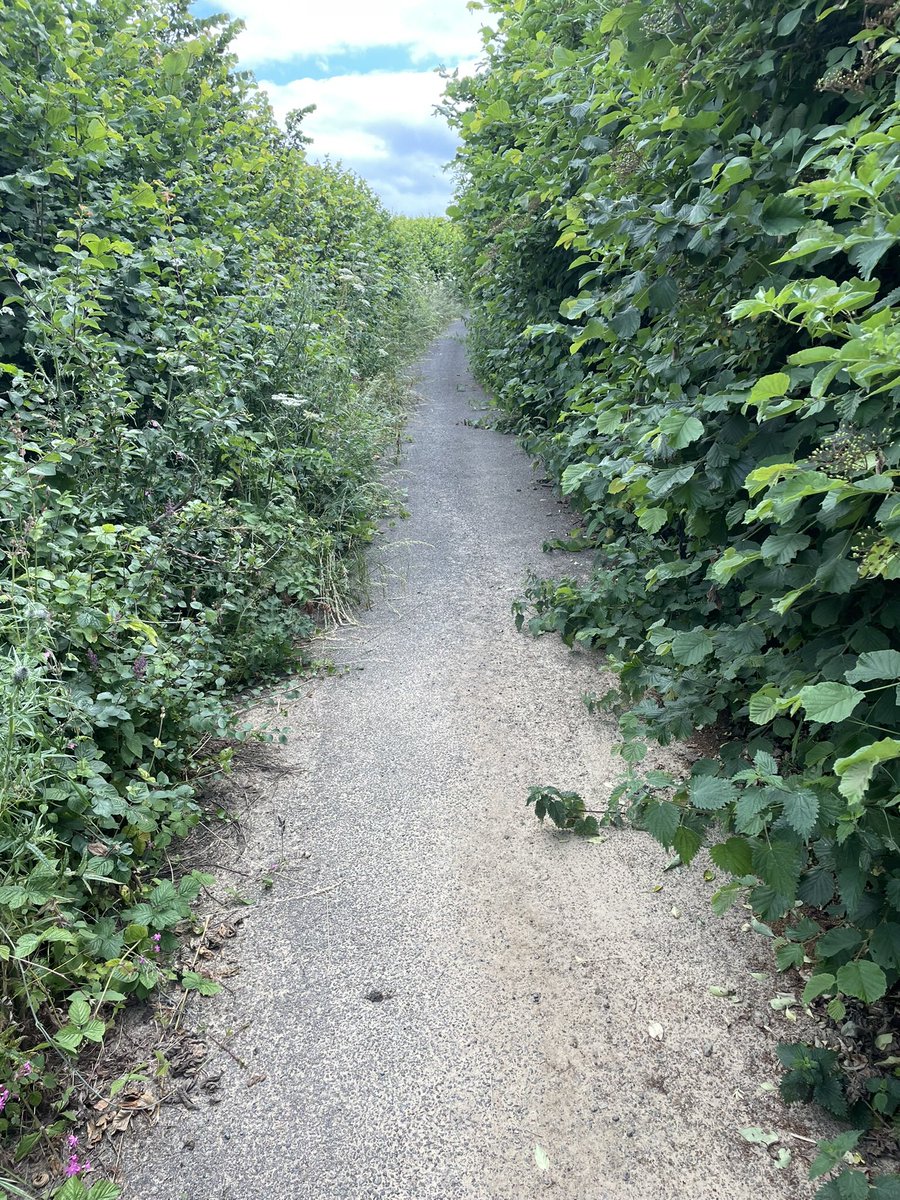 Waddon Way, Loders has been closed for a number of years and it being gradually reclaimed by nature. Trailing vegetation hangs down in the #holloway. The entrance to the lane is being used for spoil. <a href="/sunkenlanes/">Holloways & Sunken Lanes</a>