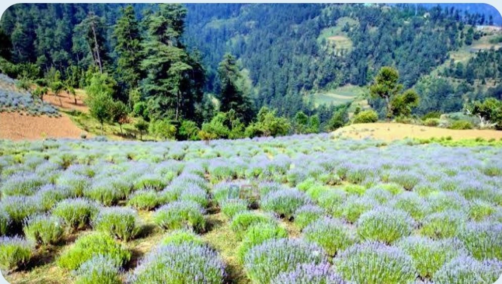 The Kashmir Connect tweet media