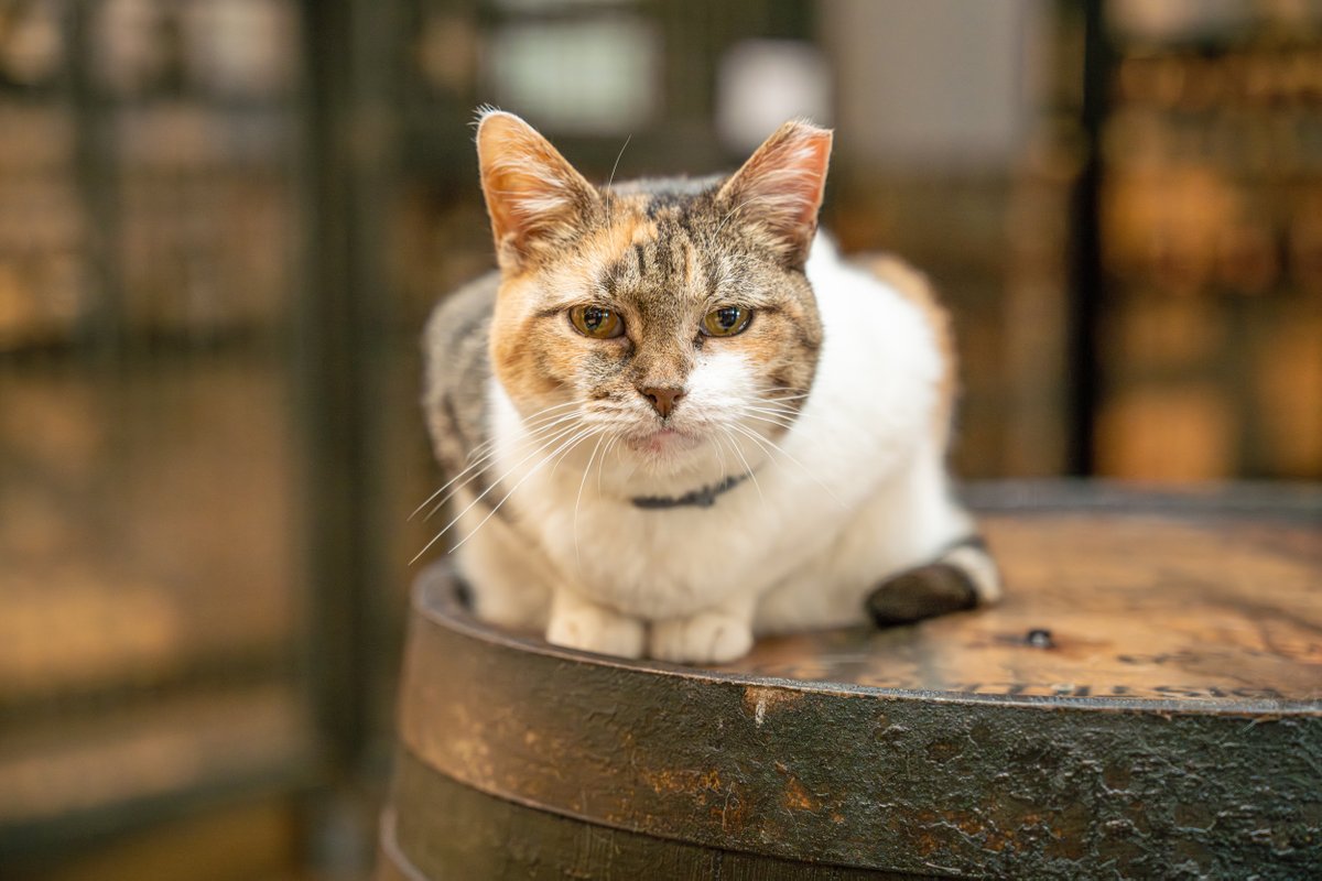 kypeerless's tweet photo. Despite choosing to become more of a friendly brand ambassador than a working feline, our beloved distillery cat, Rye, is a heroic example of a whiskey guardian. Stop in to say, "hello" and you'll likely catch her napping in recovery from a hard day's work. ;) #distillerycat https://t.co/M2VQHM6dMl