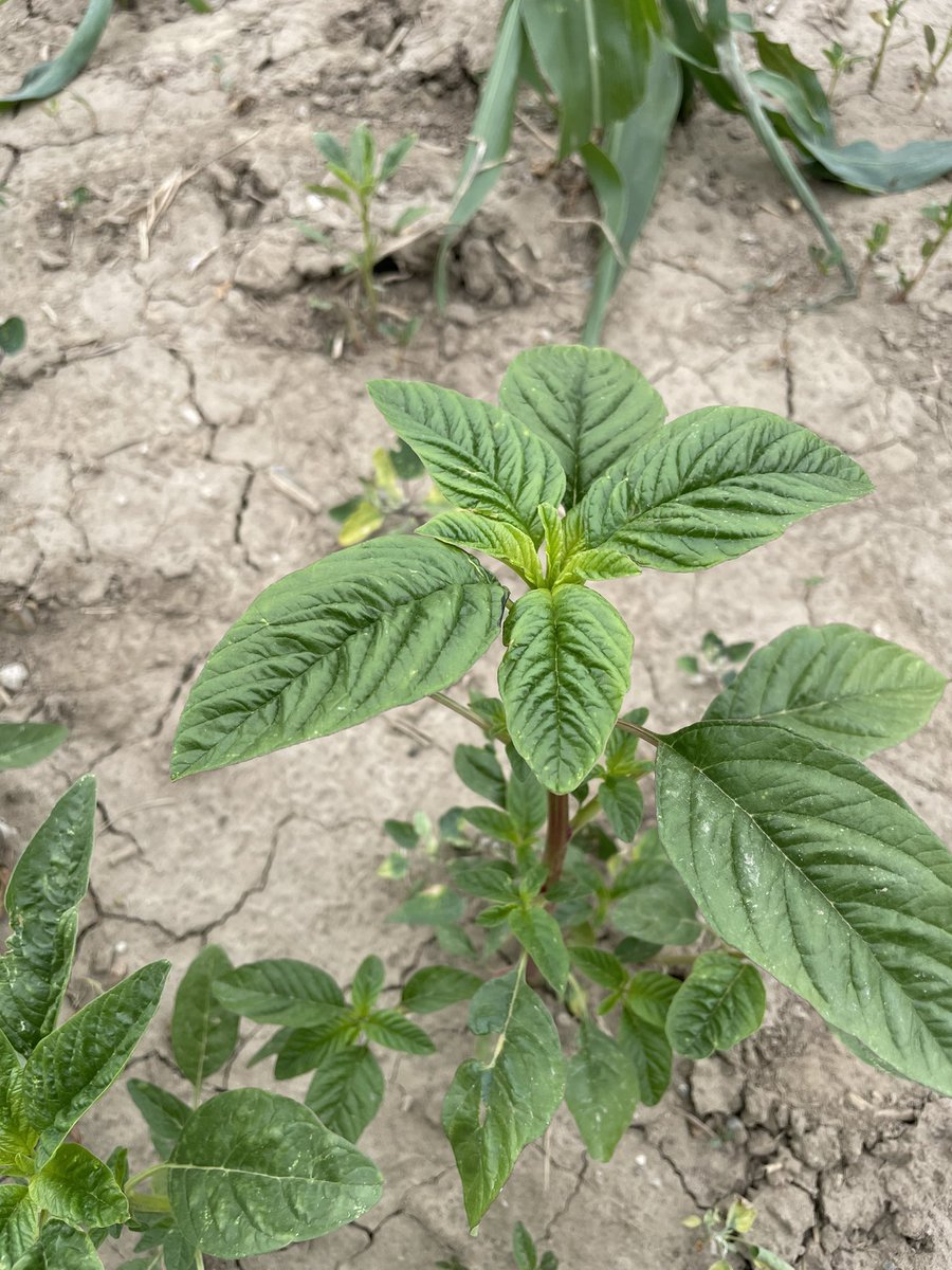 Virginia Janssen tweet media