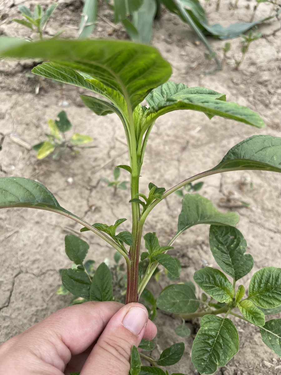 Virginia Janssen tweet media