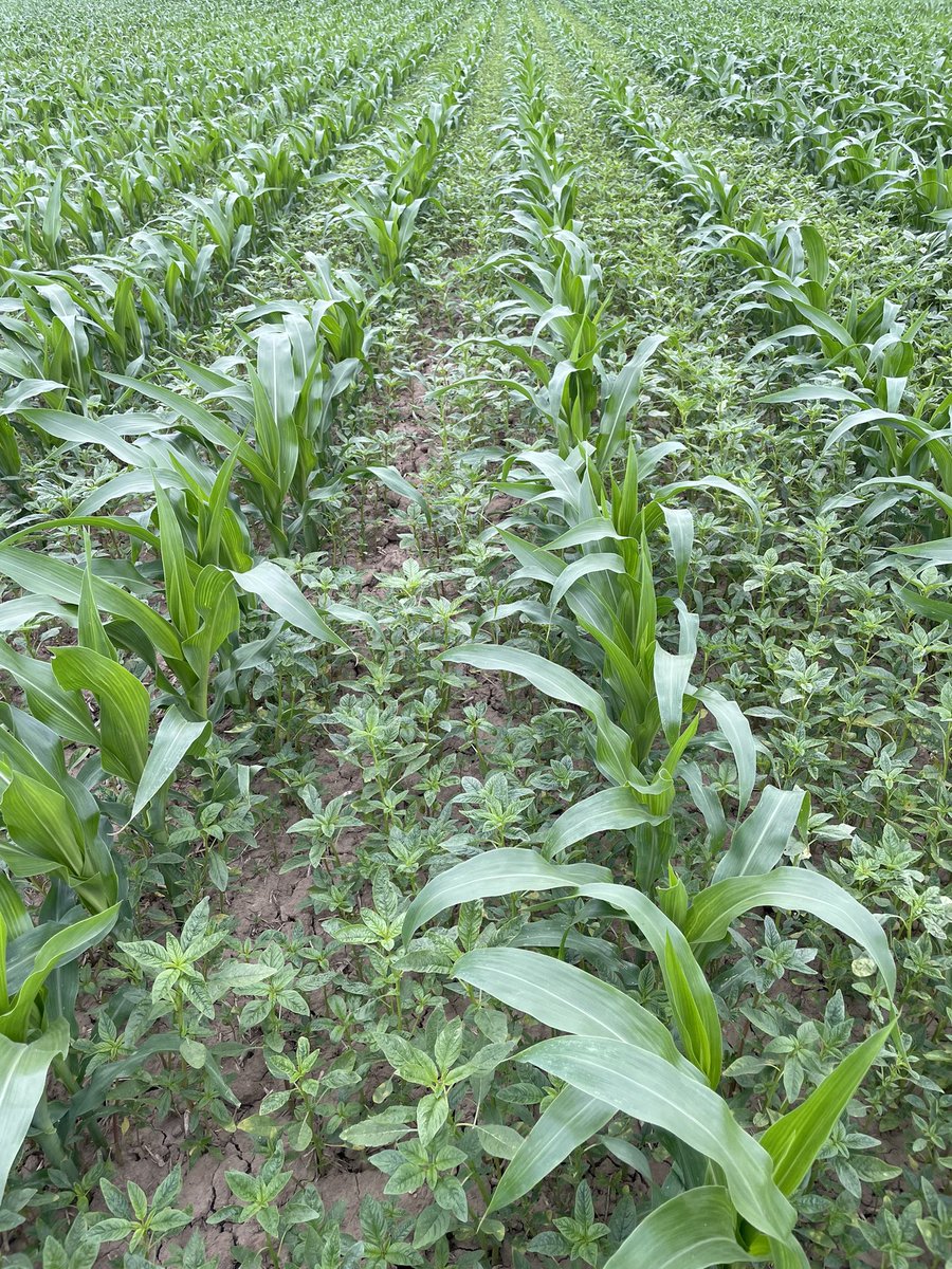 We knew it was coming….
#waterhemp found in Oxford County at very high pressure in this field which was sprayed with glyphosate 8 days before these photos were taken. 
Samples taken and sent for resistance testing, will update when we have more info.