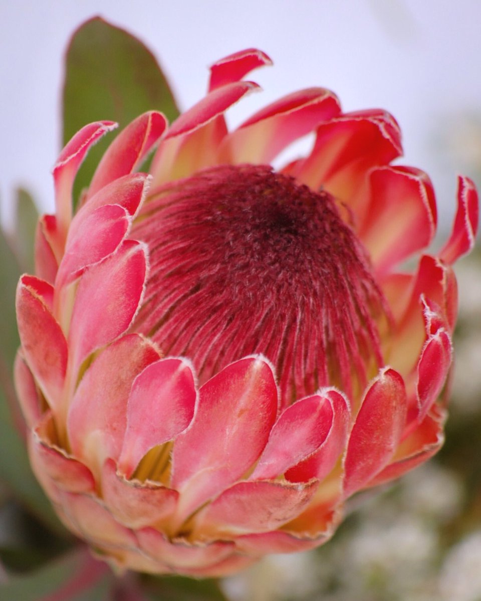 DianaR_Resendiz's tweet photo. Protea #eximia 🌷 Also called rosespoon, ray-flowered protea or duchess. A summertime #protea with spoon-shaped bracts of pink + a soft central dome displaying a purplish wine color. Stunning. Pair this #beauty with any seasonal blooms. Lots of fabulous foliage, too! 🍃🌸🌷🌼🌿 https://t.co/gAOQ6c7gXZ