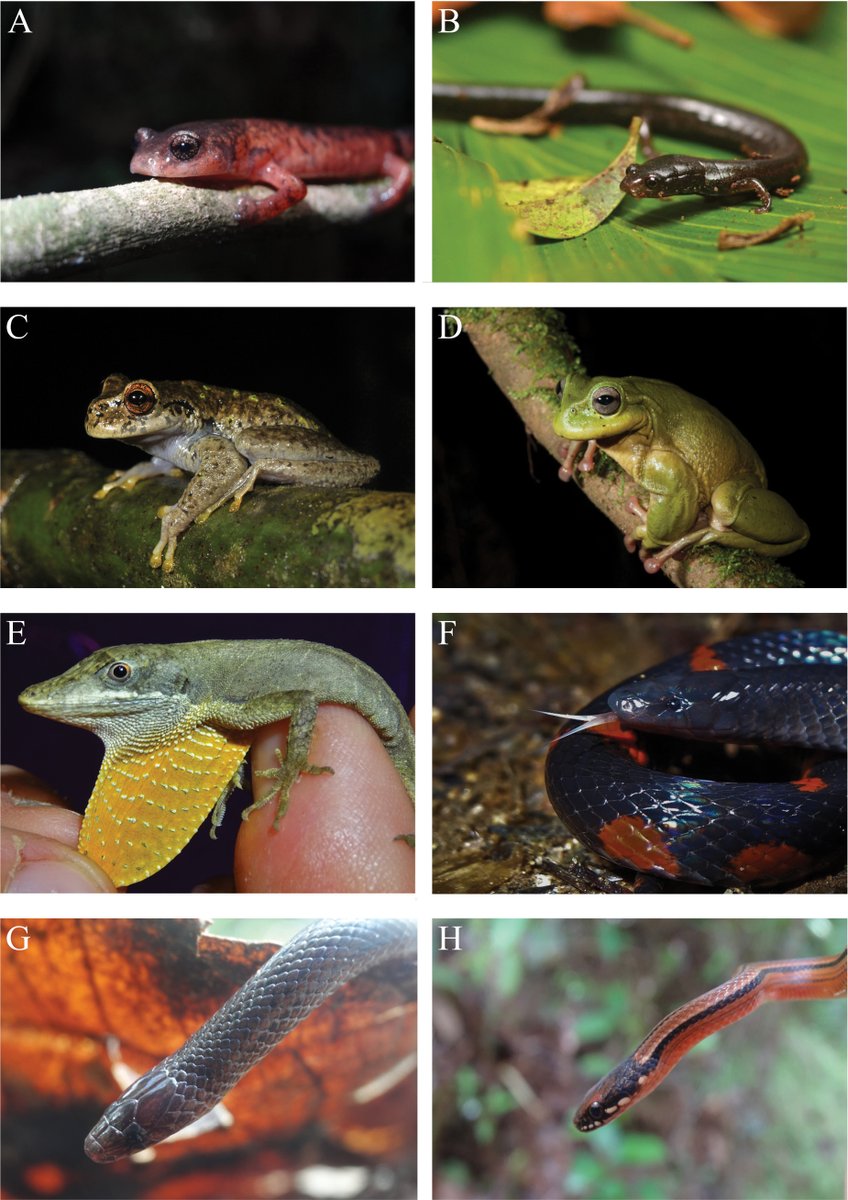 Opwall Science tweet media