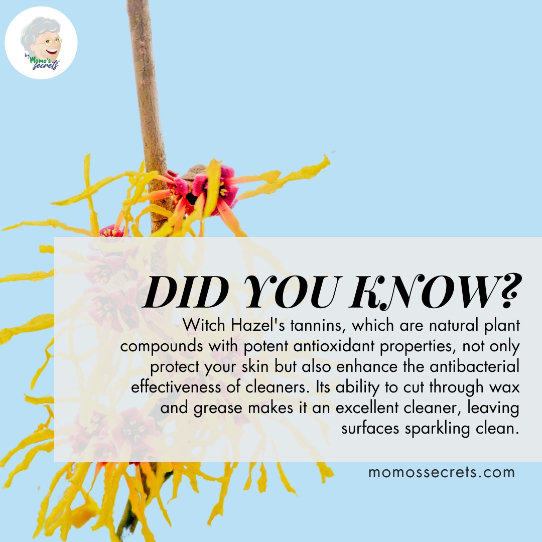 Momos Secrets tweet media