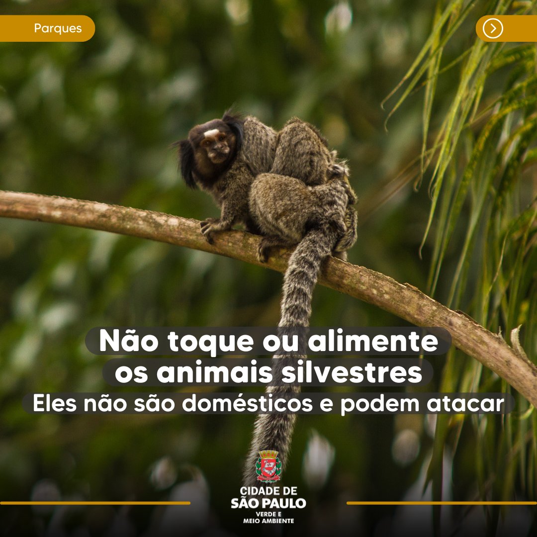 Secretaria do Verde e do Meio Ambiente tweet media
